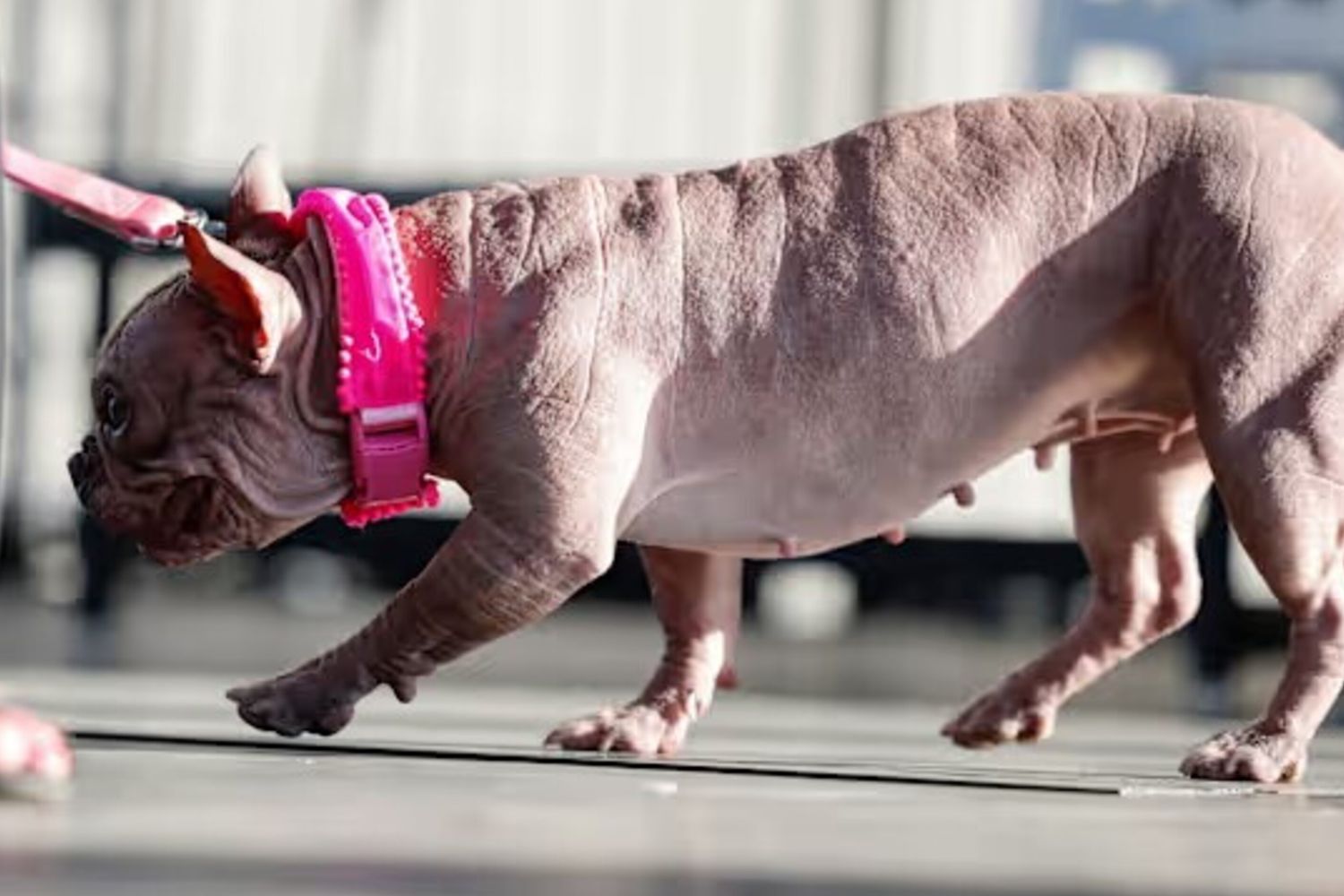 Il cane più brutto del mondo