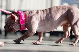 Il cane più brutto del mondo