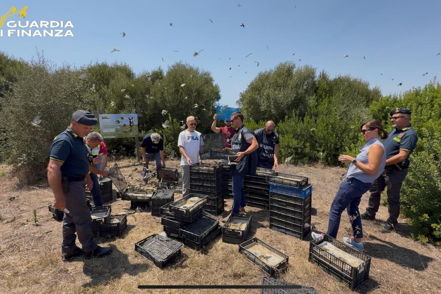 Cardellini e fringuelli impacchettati e congelati. Così la Finanza li ha salvati a un passo dalla morte
