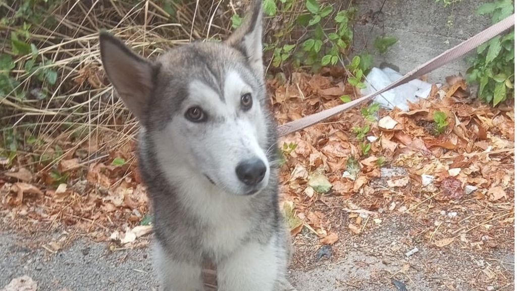 Cane lanciato dal viadotto, salvo per miracolo