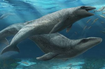 Piccoli e cattivissimi, ecco come erano gli antenati delle balene