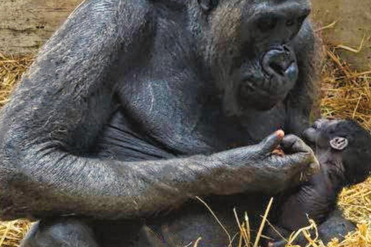 Nato cucciolo di gorilla
