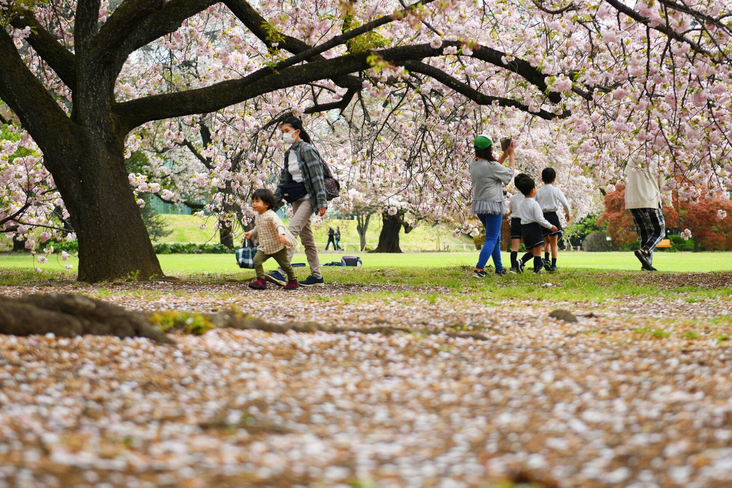 La fioritura dei ciliegi in un parco di Tokyo