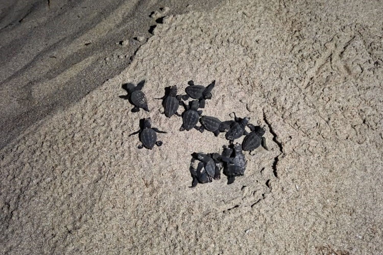 Porto Cesareo, schiuse 60 uova di tartarughe