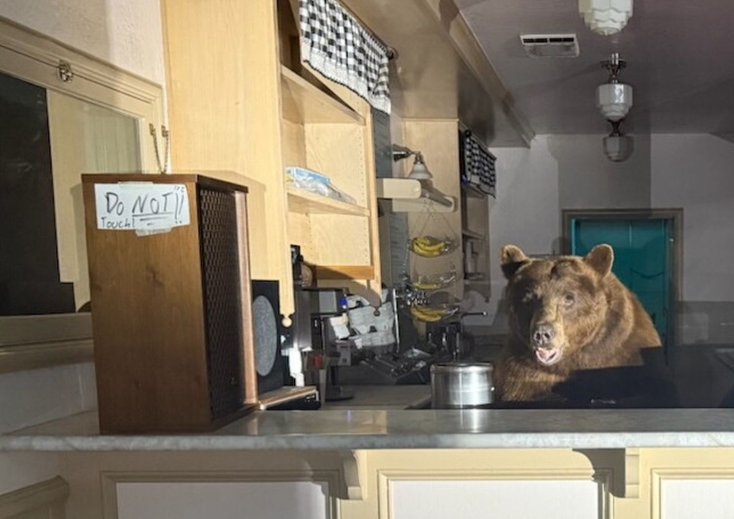 In California i gelati li serve un orso vero