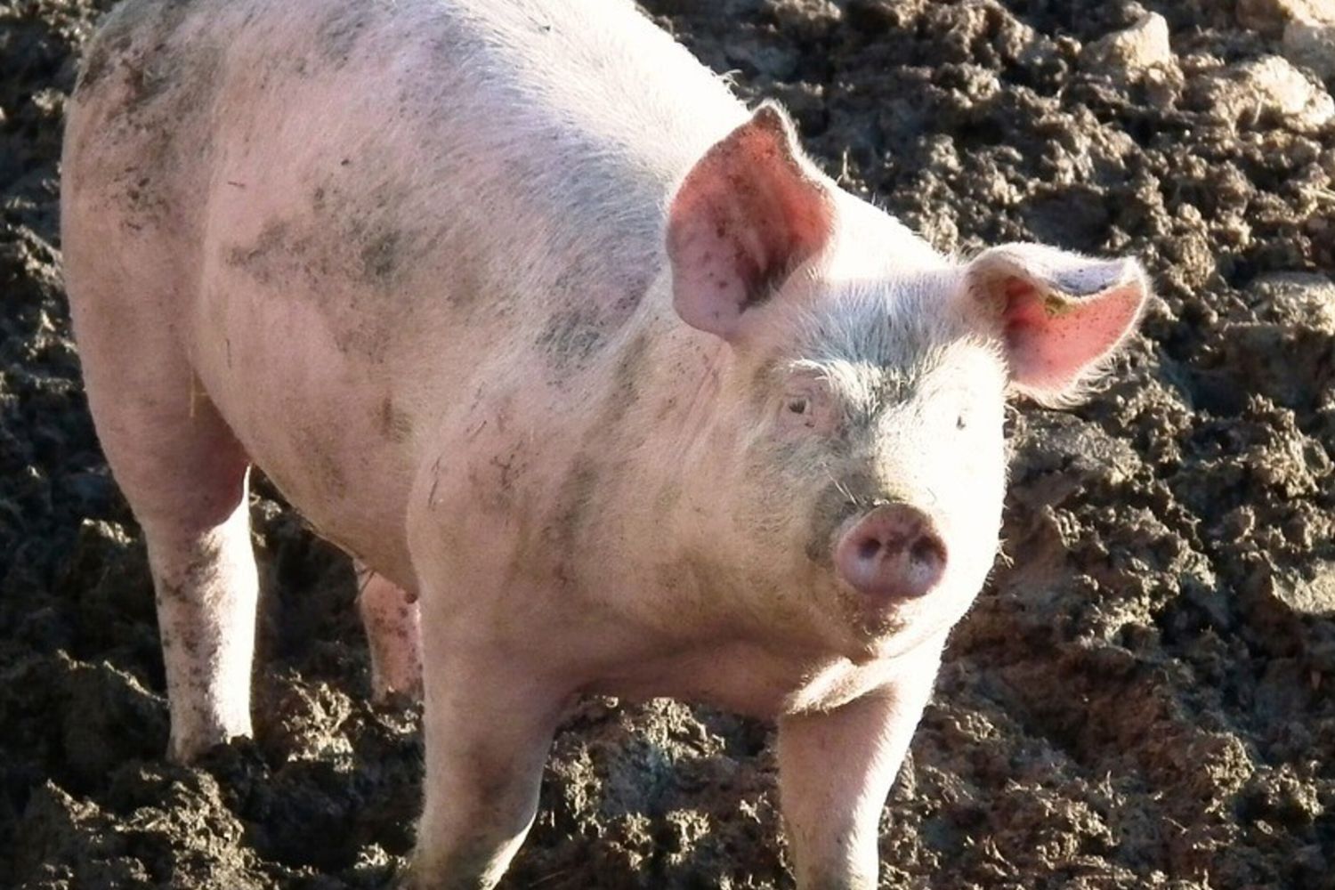 maiali maiale suini - pixabay