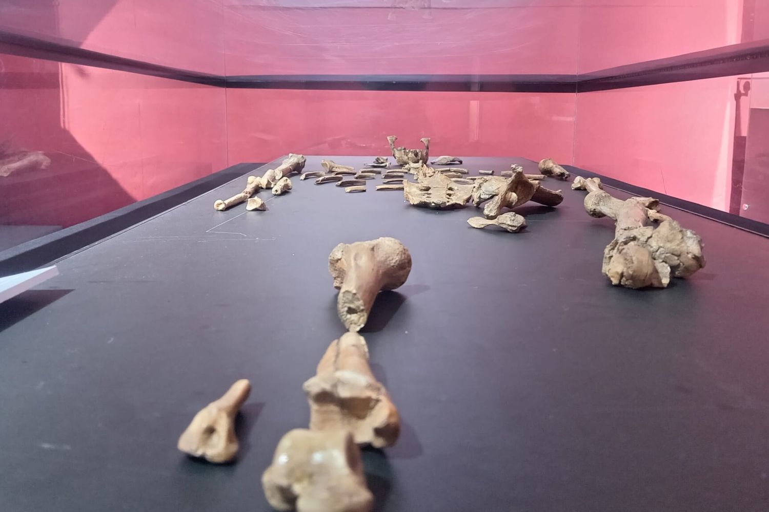 Le premier voyage européen de Lucy l'éthiopienne