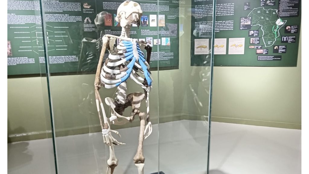 Le premier voyage européen de Lucy l'éthiopienne