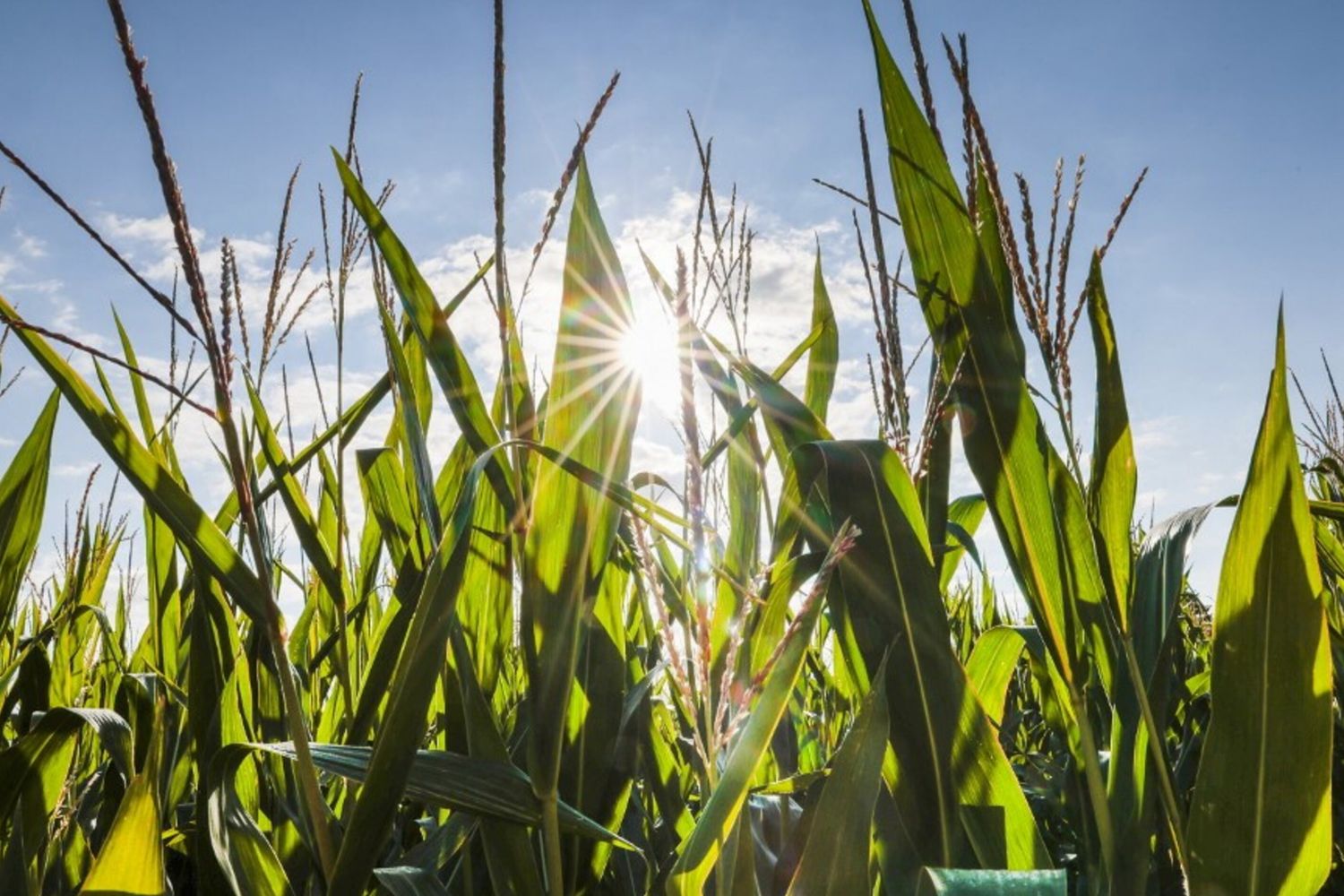 Previsioni del tempo