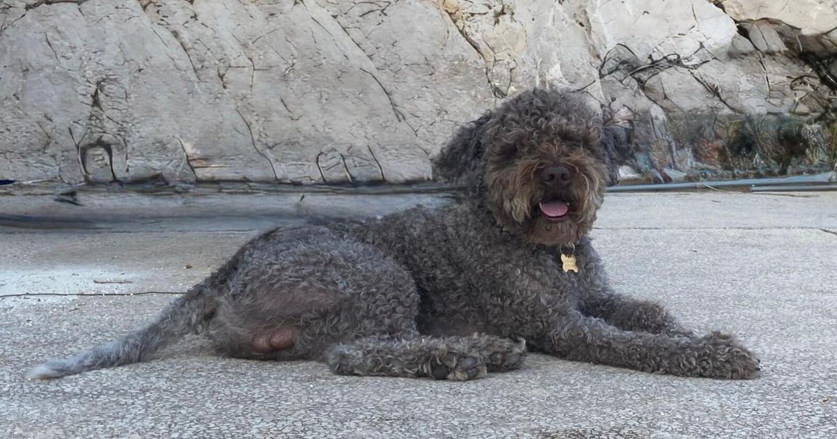Perché il 26 agosto si festeggia la giornata del cane