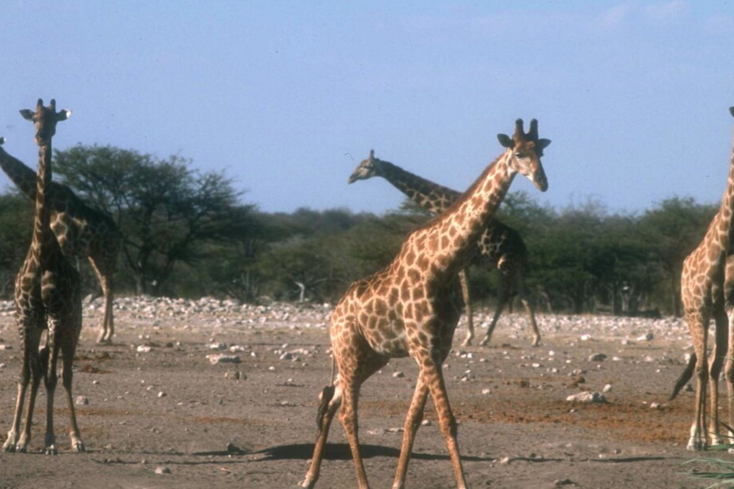 Le giraffe non amano i terreni con pendenze superiori al 20%