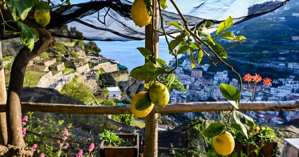 Gli agrumeti terrazzati di Amalfi proclamati patrimonio agricolo mondiale