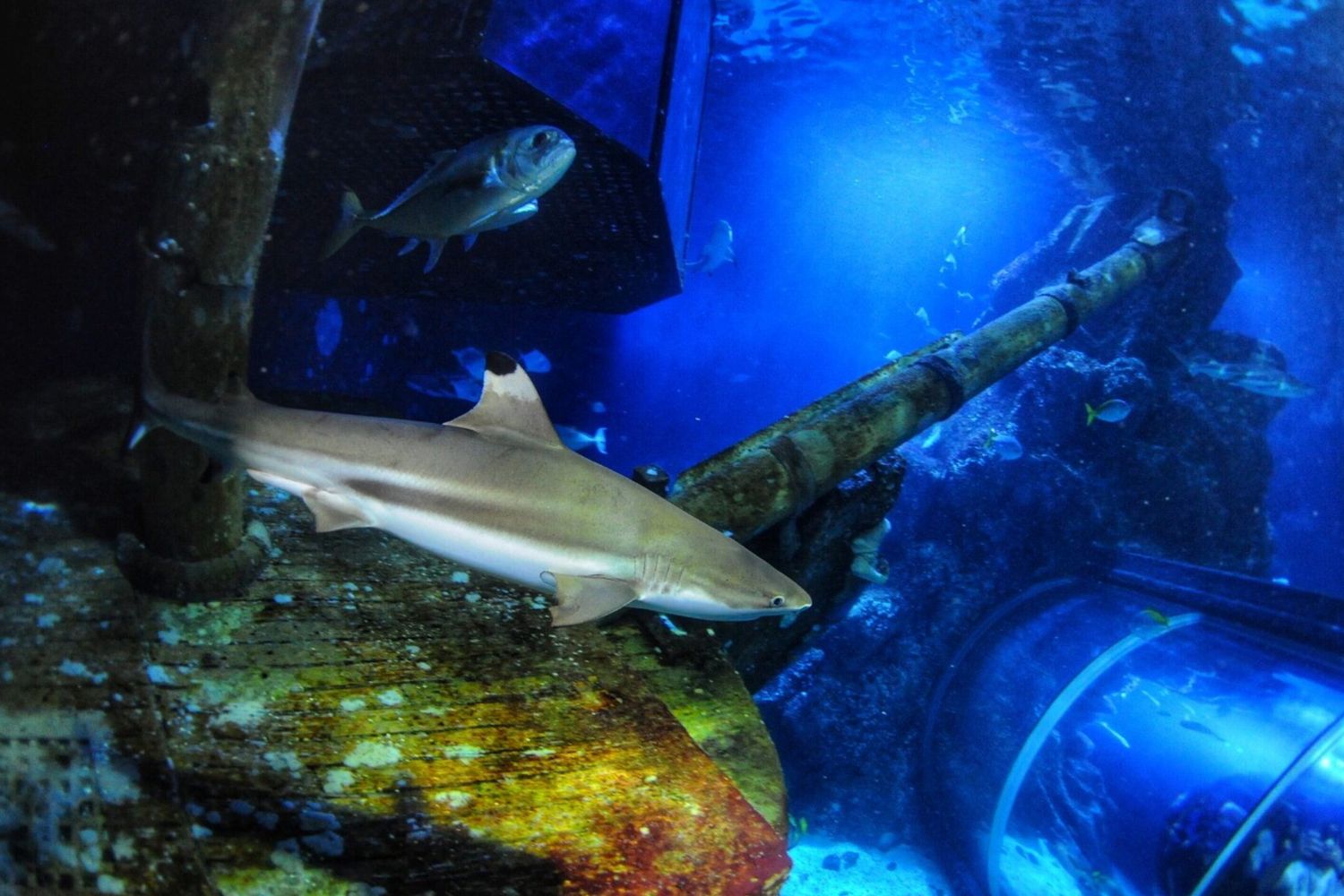 Il cambiamento climatico fa male ai denti degli squali, ecco perchè