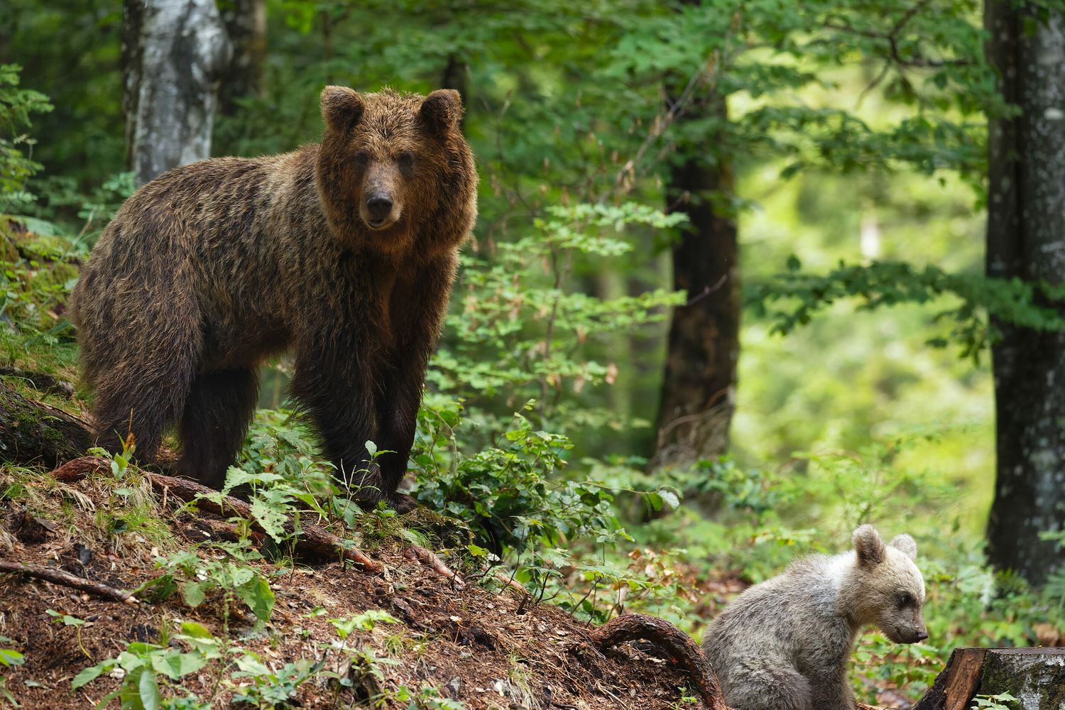 Un orso bruno in Slovenia
