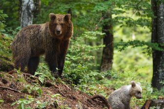Un orso bruno in Slovenia