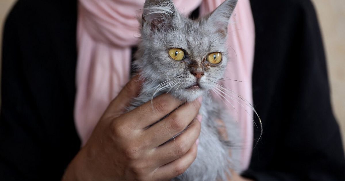Un farmaco per gatti apre nuove cure contro i tumori