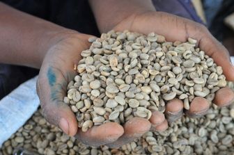 L'Italie investit dans la relance de la filière du café au Mozambique