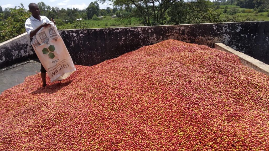 L'Italie investit dans la relance de la filière du café au Mozambique