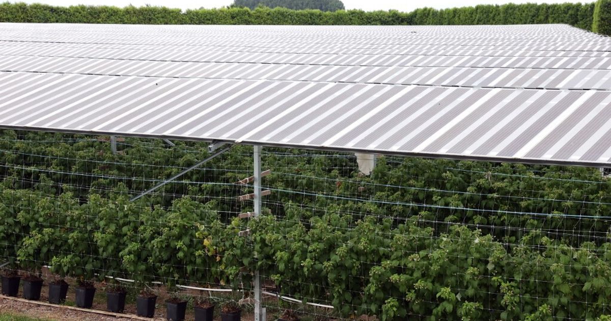 Cosa succede alle piante coltivate tra i pannelli solari?