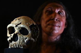 Cranio di Neanderthal