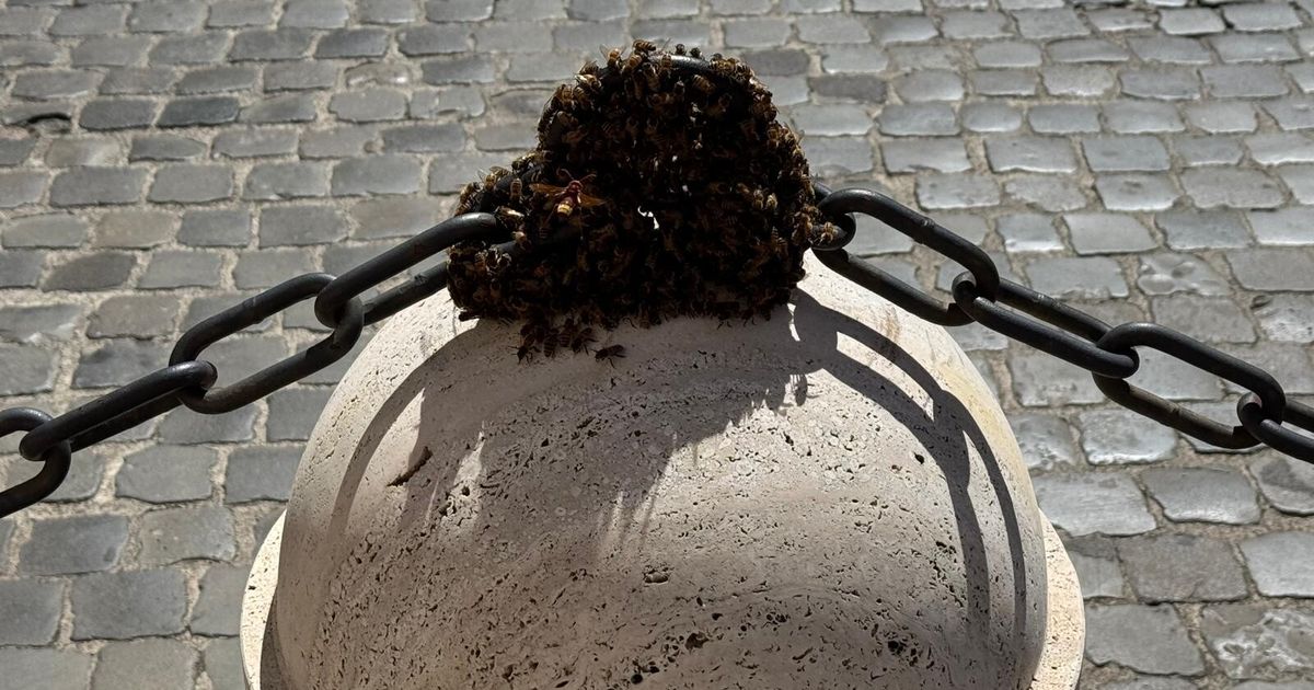 sciame d api su un pilone di marmo paura a montecitorio