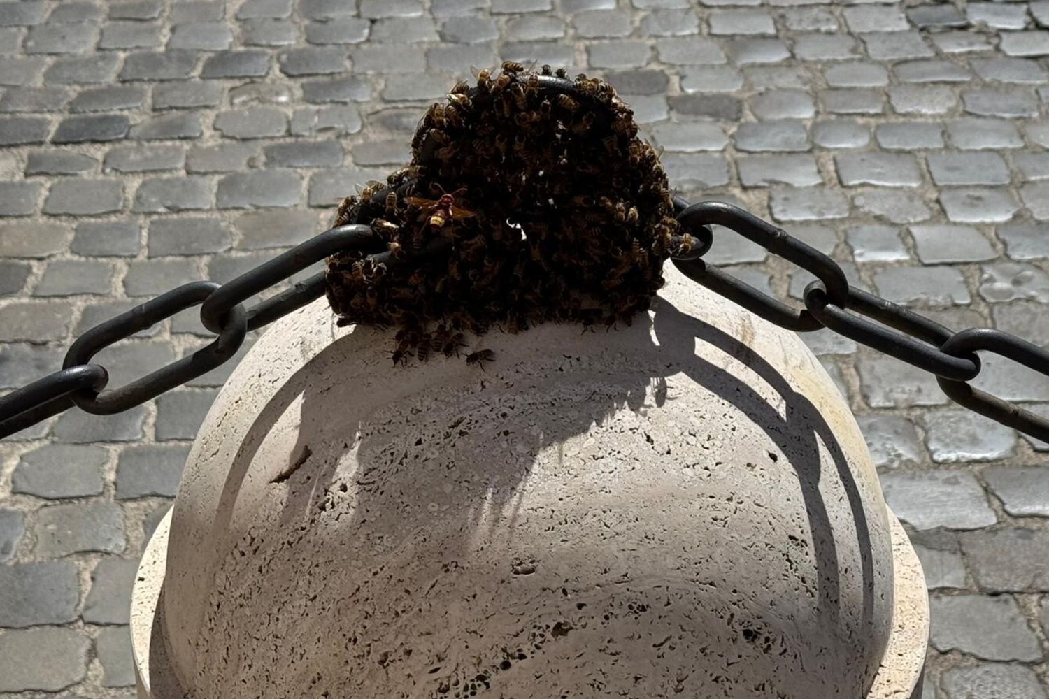 Sciame d'api su un pilone di marmo. Paura a Montecitorio
