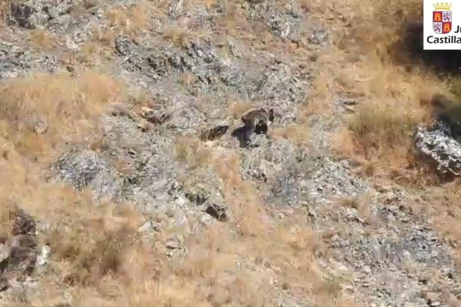 Barniedo, il cucciolo d'orso che sopravvive al fuoco