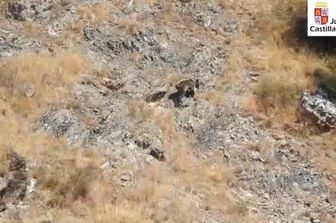 Barniedo, il cucciolo d'orso che sopravvive al fuoco