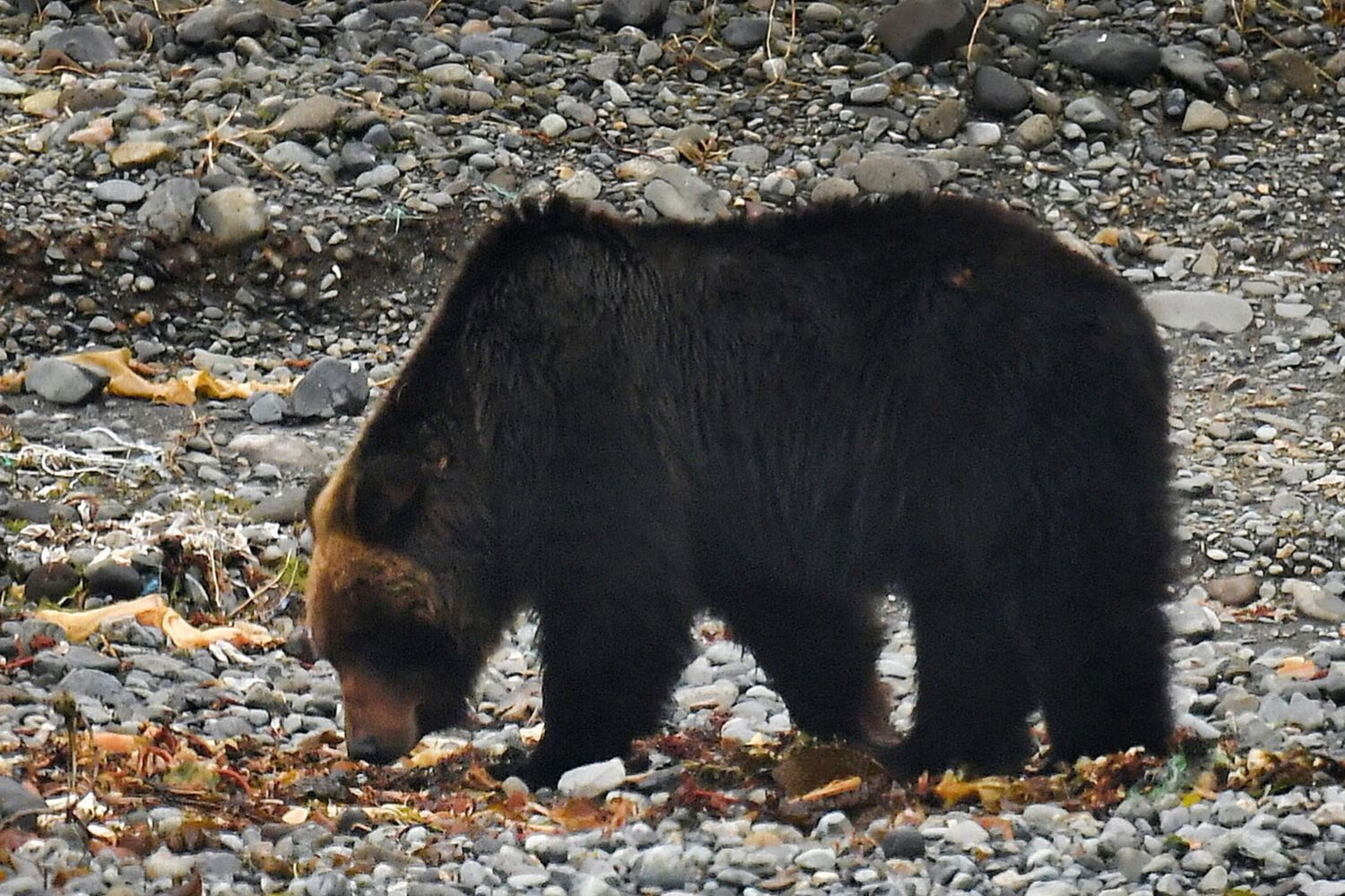 Orsi in Giappone a Hokkaido