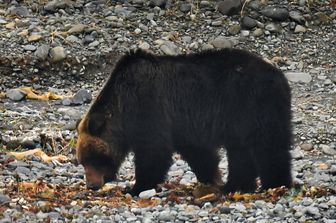 Orsi in Giappone a Hokkaido