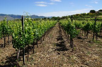 Un vigneto alle pendici dell'Etna