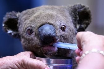 Un vaccino rivoluzionario salverà i koala dalla clamidia