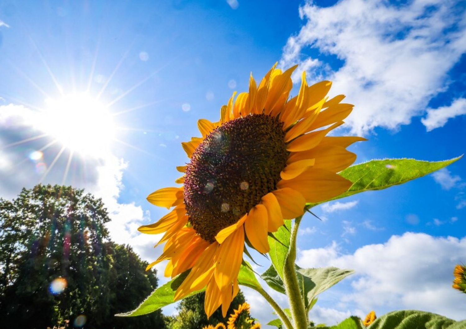Seme Fiore Girasole Gigante Bellezza D'autunno 1 G | Leroy Merlin - Foto 10