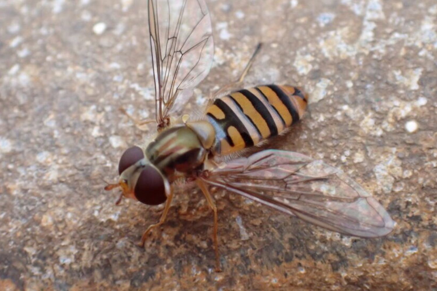 I sirfidi possono volare per centinaia di chilometri