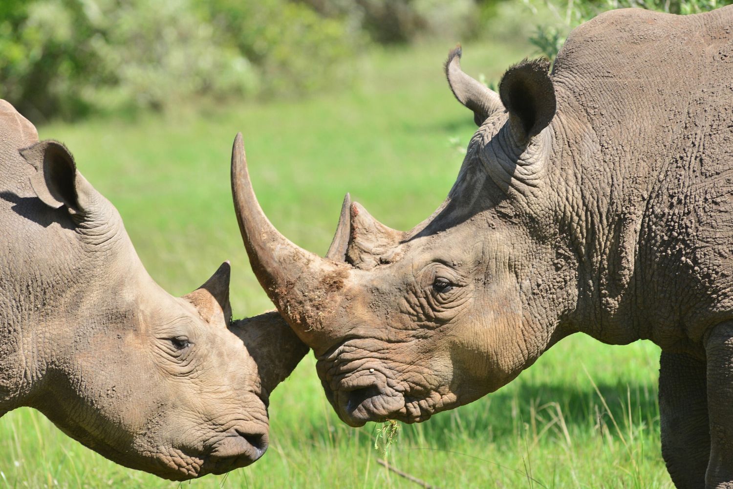 Il mercato dei safari in Kenya nel mirino di Uber