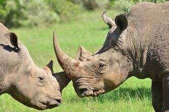 Il mercato dei safari in Kenya nel mirino di Uber