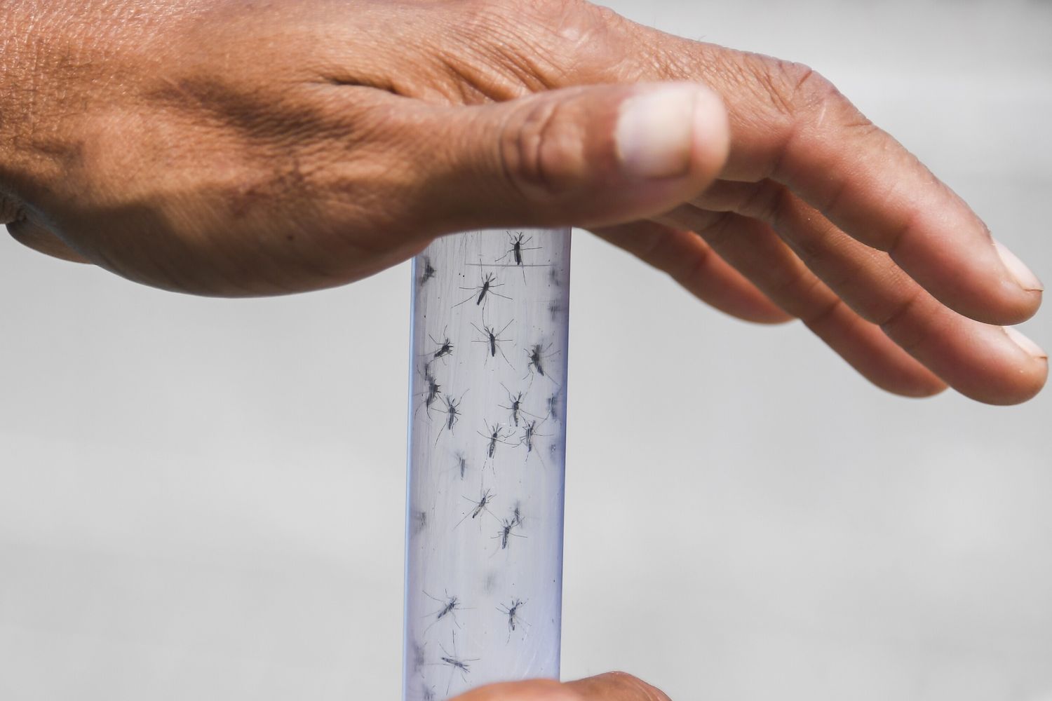 &nbsp;Zanzare portatrici di chikungunya