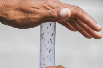 &nbsp;Zanzare portatrici di chikungunya