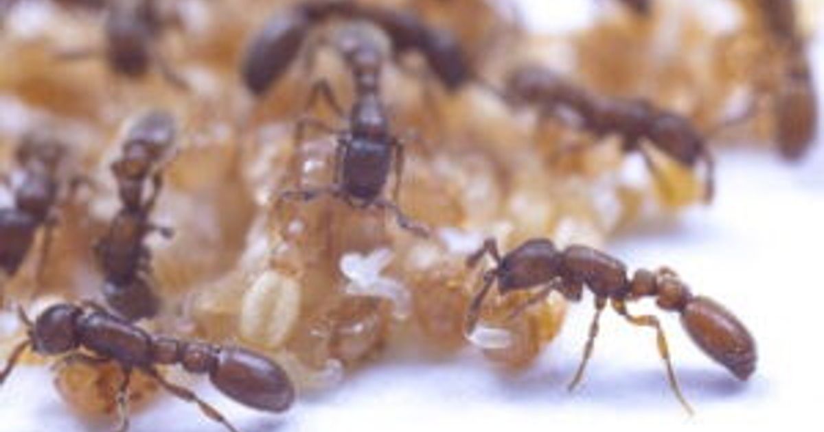 Perché quello delle formiche è l'olfatto più preciso in natura