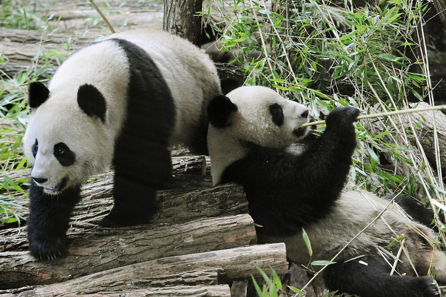 I panda di Beauval tornano in Cina, la femmina sta male