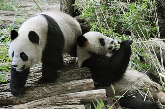 I panda di Beauval tornano in Cina, la femmina sta male