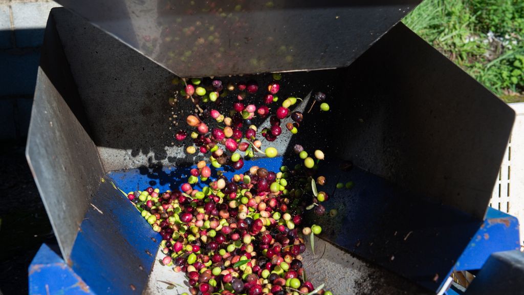 Tunisie: l’Italie premier importateur d’huile d’olive avec une part de 26,8%