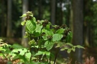 Il trucco della pianta che 'imita' le formiche per ingannare gli impollinatori