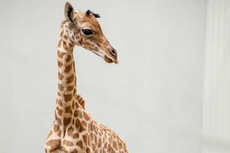 Fiocco Rosa al Parco zoologico di Parigi, è nato un cucciolo di giraffa