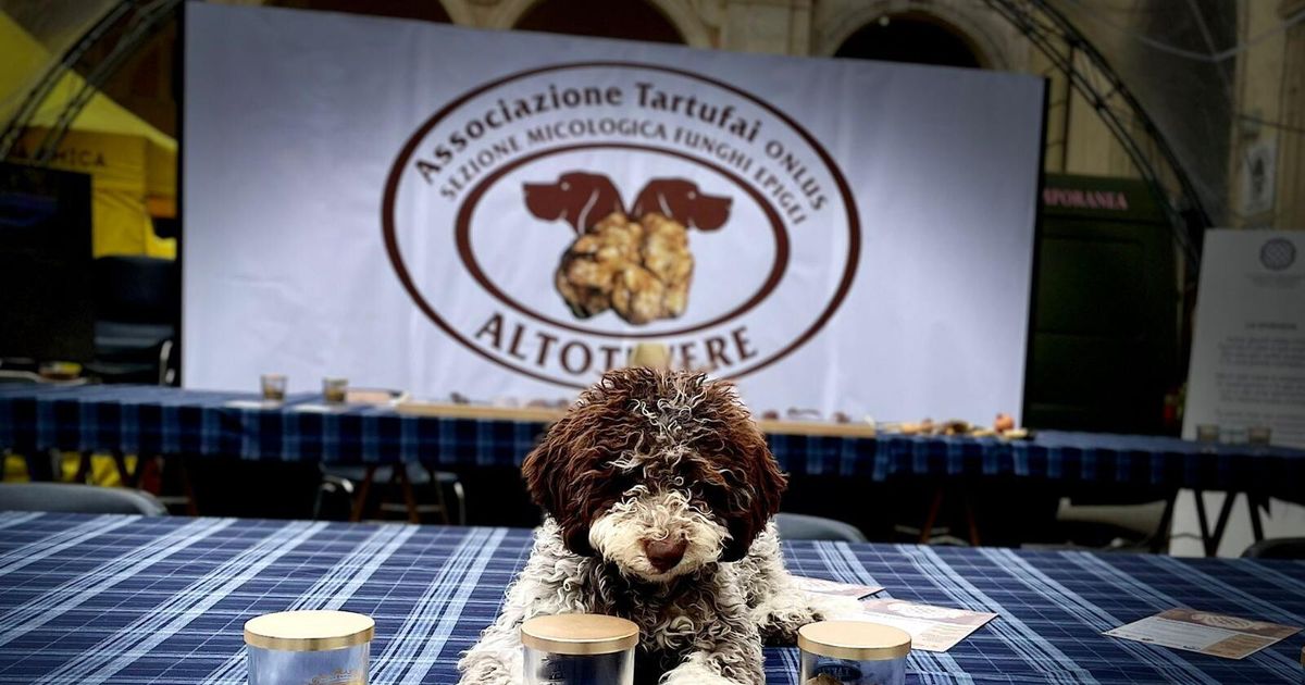 A Città di Castello si apre la caccia al tartufo