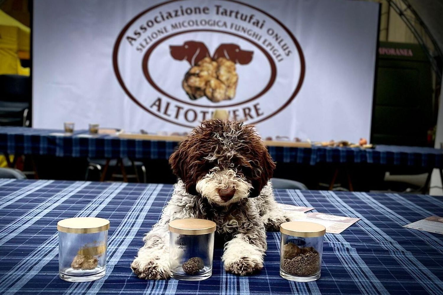 Tartufo