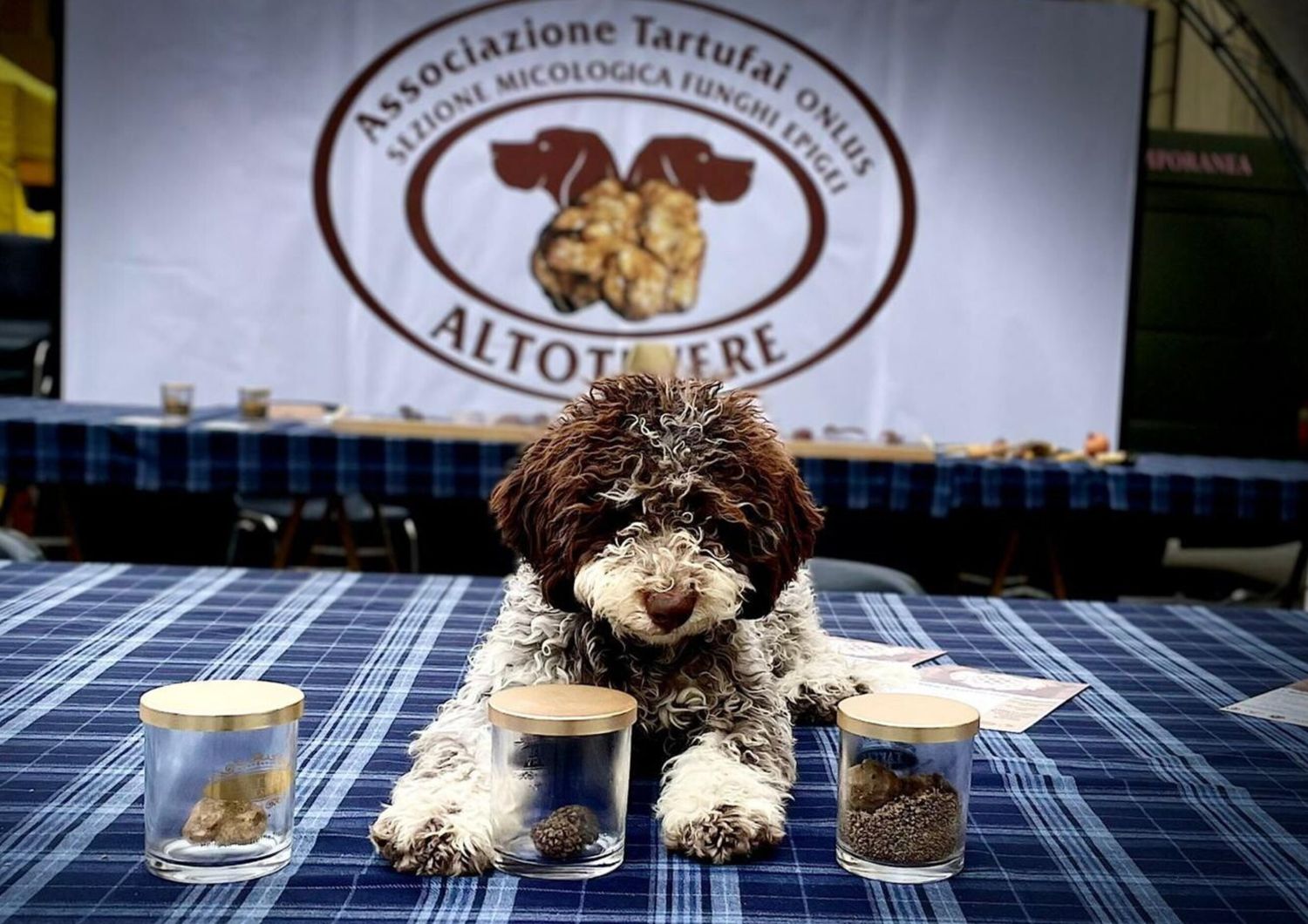 A Città di Castello si apre la caccia al tartufo