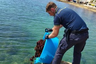Guardia di Finanza scova bracconieri ricci di mare
