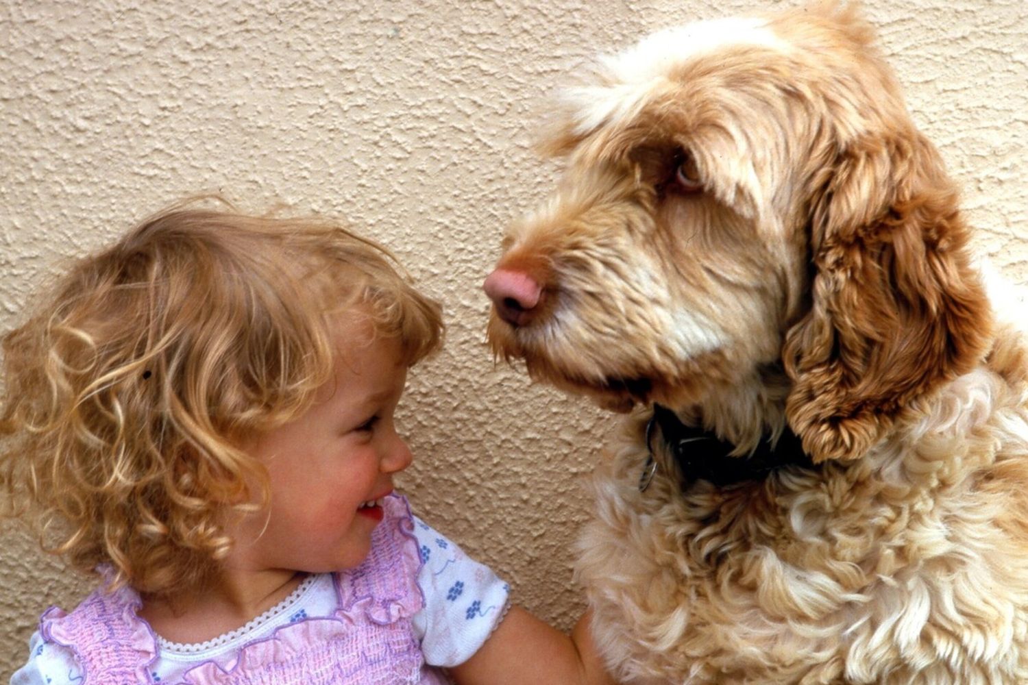 Il 26 agosto &egrave; la giornata internazionale del cane