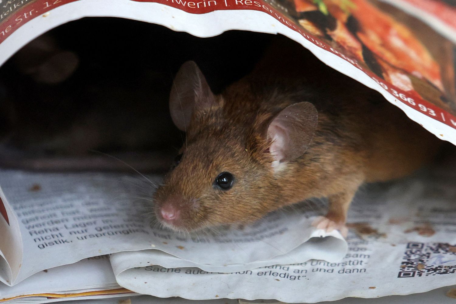 BERND WUSTNECK / DPA / DPA PICTURE-ALLIANCE VIA AFPUn topo si nasconde &nbsp;